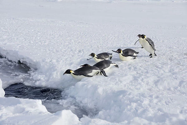 Emperor penguins (Aptenodytes forsteri) entering the sea, Gould Bay, Weddell Sea
