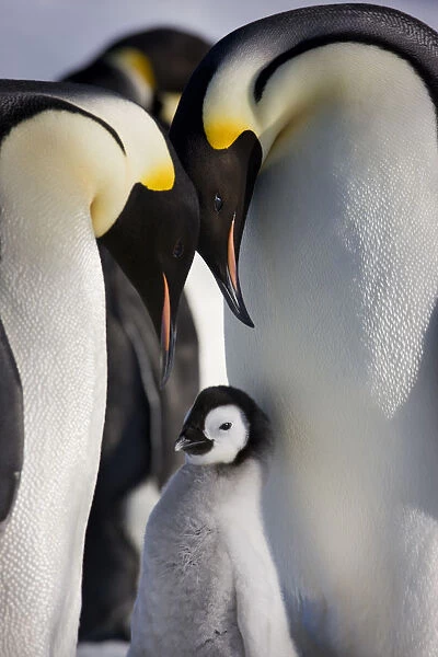 Emperor penguins (Aptenodytes forsteri) with young chick at Snow Hill Island rookery, Antarctica
