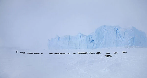 Emperor penguins (Aptenodytes forsteri) crossing sea ice in line in Weddell Sea