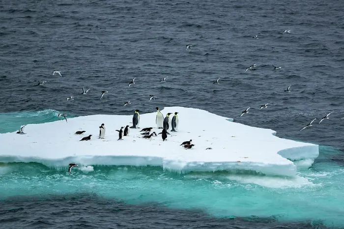 Framed Print : Emperor penguins (Aptenodytes forsteri) and Adelie penguins (Pygoscelis adeliae) resting on an iceberg with Antarctic petrels (Thalassoica antarctica) in flight overhead Framed Print : Emperor penguins (Aptenodytes forsteri) and Adelie penguins (Pygoscelis adeliae) resting on an iceberg with Antarctic petrels (Thalassoica antarctica) in flight overhead