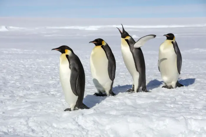 Framed Print : Emperor penguins (Aptenodytes forsteri) four adult penguins stand in row waiting