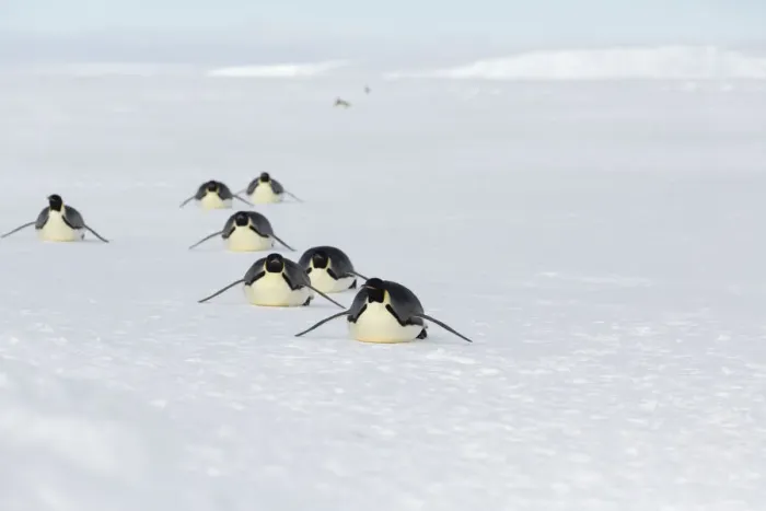 Framed Print : Emperor penguins (Aptenodytes forsteri) adult penguins tobogganing along on their Framed Print : Emperor penguins (Aptenodytes forsteri) adult penguins tobogganing along on their