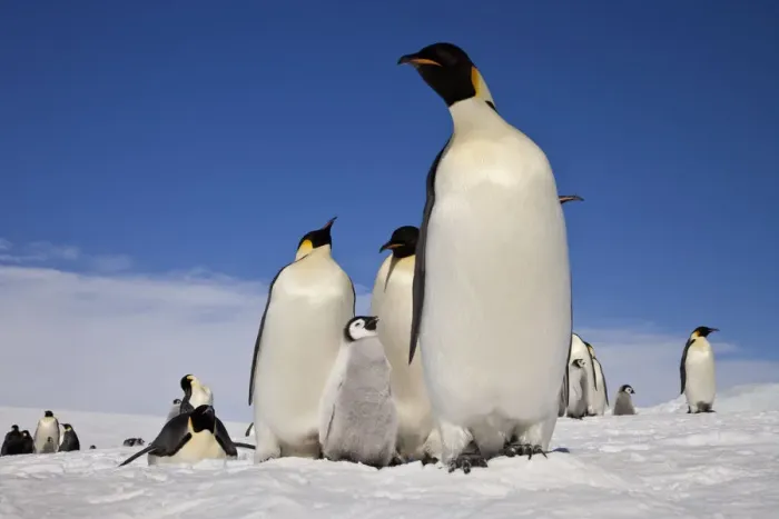 Framed Print : Emperor penguins (Aptenodytes forsteri) adults and chicks at Snow Hill Island rookery Framed Print : Emperor penguins (Aptenodytes forsteri) adults and chicks at Snow Hill Island rookery