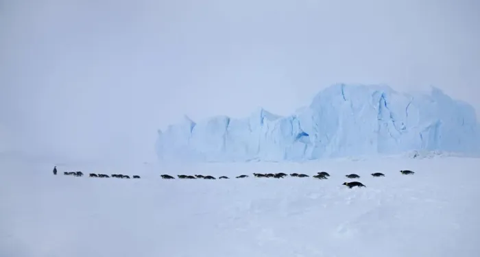 Framed Print : Emperor penguins (Aptenodytes forsteri) crossing sea ice in line in Weddell Sea