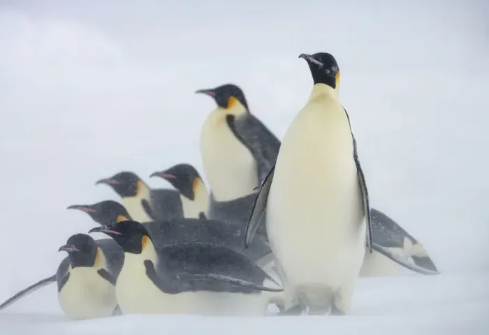 Framed Print : Emperor penguins (Aptenodytes forsteri) huddle together in snow storm near Snow Hill Island colony Framed Print : Emperor penguins (Aptenodytes forsteri) huddle together in snow storm near Snow Hill Island colony