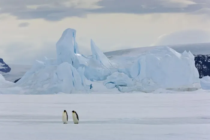 Framed Print : Emperor penguins (Aptenodytes forsteri) with iceberg at Snow Hill Island rookery, Antarctica Framed Print : Emperor penguins (Aptenodytes forsteri) with iceberg at Snow Hill Island rookery, Antarctica