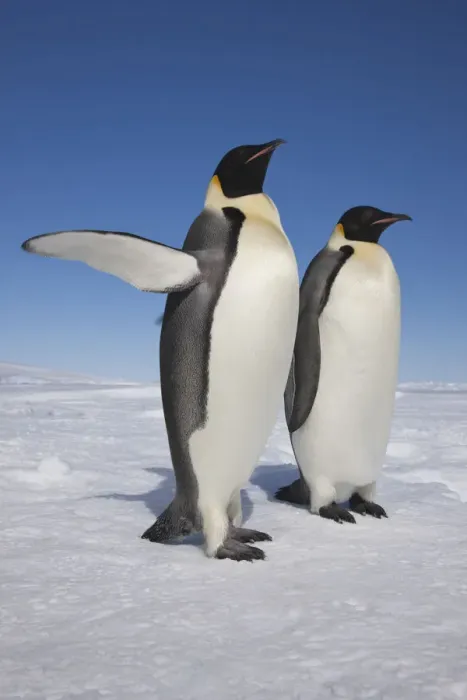 Framed Print : Emperor penguins (Aptenodytes forsteri) one with raised flipper, Snow Hill Island rookery Framed Print : Emperor penguins (Aptenodytes forsteri) one with raised flipper, Snow Hill Island rookery