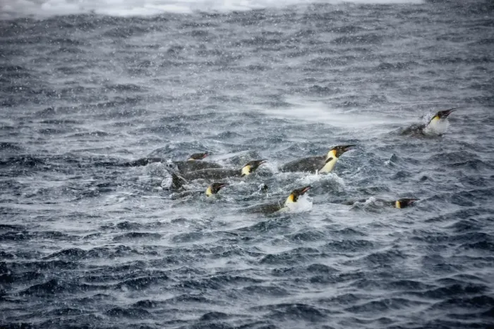 Framed Print : Emperor penguins (Aptenodytes forsteri) swimming in snow storm near Snow Hill Island colony Framed Print : Emperor penguins (Aptenodytes forsteri) swimming in snow storm near Snow Hill Island colony