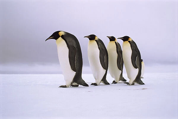 Emperor Penguins walking in a row, Antarctica