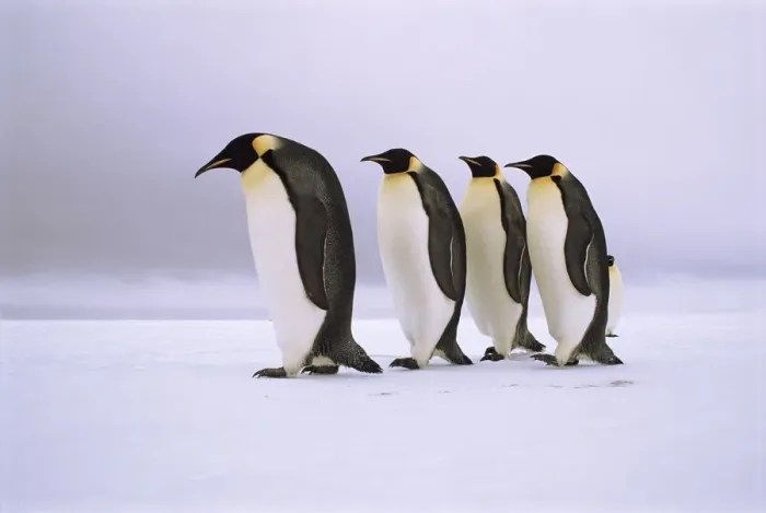 Framed Print : Emperor Penguins walking in a row, Antarctica
