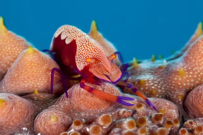 Framed Print : Emperor shrimp (Periclemenes imperator) on sea cucumber (Thelenota ananas) Tubbataha