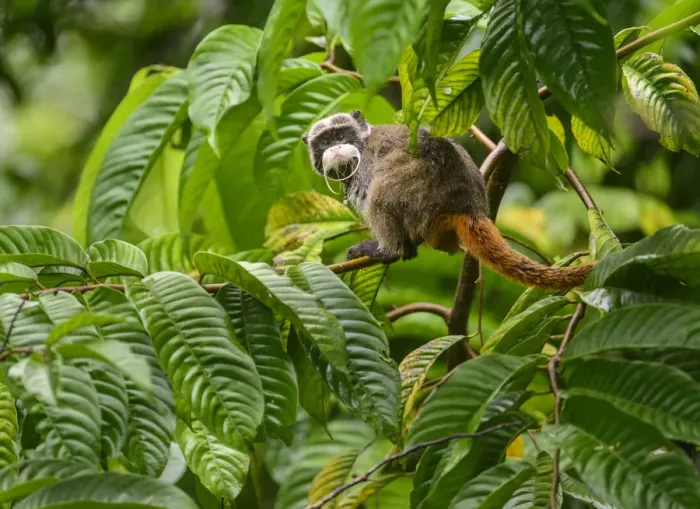 Framed Print : Emperor Tamarin (Saguinus imperator) in a rainforest clearing Framed Print : Emperor Tamarin (Saguinus imperator) in a rainforest clearing