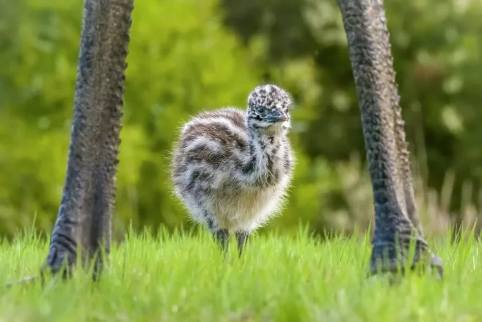 Framed Print : Emu (Dromaius novaehollandiae) chick, aged one week, standing between its fathers legs, Wildlife Wonders, Apollo Bay, Victoria, Australia. Captive Framed Print : Emu (Dromaius novaehollandiae) chick, aged one week, standing between its fathers legs, Wildlife Wonders, Apollo Bay, Victoria, Australia. Captive