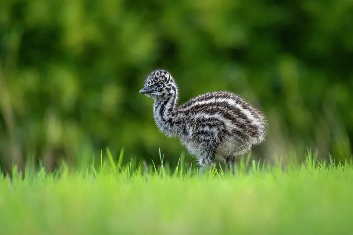 Framed Print : Emu (Dromaius novaehollandiae) chick, aged one week, portrait, Wildlife Wonders, Apollo Bay, Victoria, Australia. Captive Framed Print : Emu (Dromaius novaehollandiae) chick, aged one week, portrait, Wildlife Wonders, Apollo Bay, Victoria, Australia. Captive