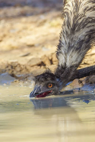 Emu (Dromaius novaehollandiae) drinking at freshwater pool, Biloela, Queensland, Australia