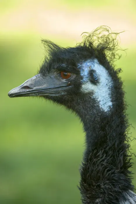 Framed Print : Emu (Dromaius novaehollandiae) juvenile, Cleland Wildlife Park, South Australia, March Framed Print : Emu (Dromaius novaehollandiae) juvenile, Cleland Wildlife Park, South Australia, March