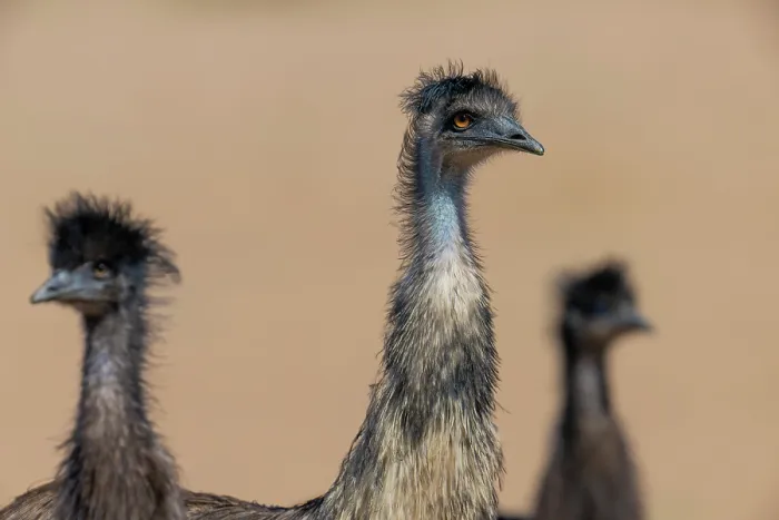 Framed Print : Emu (Dromaius novaehollandiae) male with two large chicks, head portrait, Thargomindah, Queensland