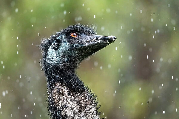 Emu (Dromaius novaehollandiae) in rain head portrait. Victoria, Australia. August. Captive and in controlled conditions