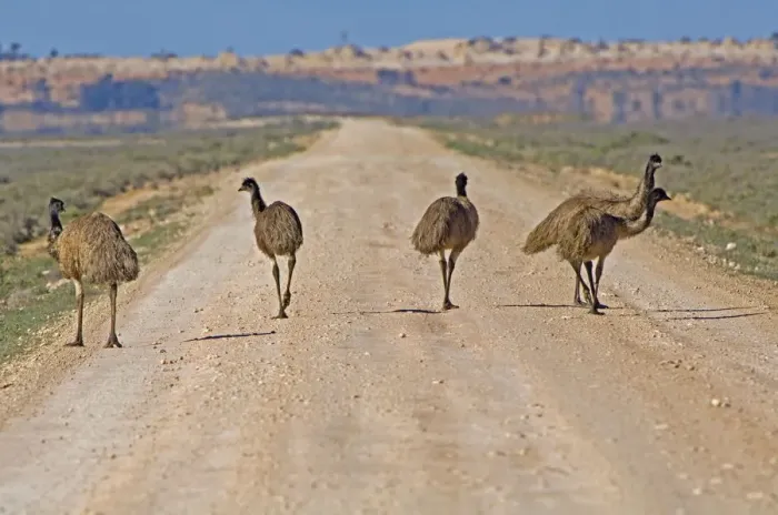 Framed Print : Emu (Dromaius novaehollandiae) walking on road through saltbush habitat, Mungo National Park Framed Print : Emu (Dromaius novaehollandiae) walking on road through saltbush habitat, Mungo National Park