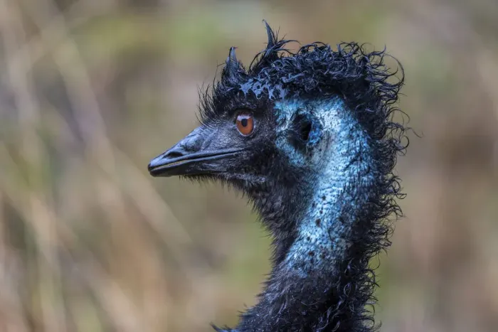 Framed Print : Emu (Dromaius novaehollandiae)head portrait in rain. Wildlife Wonders, Apollo Bay Framed Print : Emu (Dromaius novaehollandiae)head portrait in rain. Wildlife Wonders, Apollo Bay