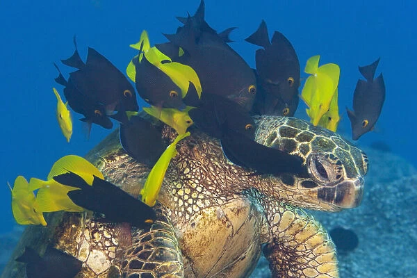 Endangered Green sea turtle (Chelonia mydas) stretches neck to be cleaned by Yellow tangs