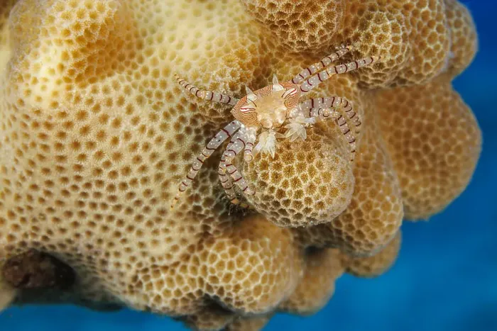 Framed Print : An endemic Hawaiian pom-pom crab / Boxer crab (Lybia edmondsoni) carrying a juvenile Anemone (Triactis producta) in its claws as a defense mechanism. A mutualistic symbiosis, with the anemone being transported around Framed Print : An endemic Hawaiian pom-pom crab / Boxer crab (Lybia edmondsoni) carrying a juvenile Anemone (Triactis producta) in its claws as a defense mechanism. A mutualistic symbiosis, with the anemone being transported around