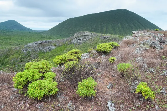 Framed Print : Endemic Lecocarpus (Lecocarpus lecocarpoides) growing on hillside of Cerro Alierri, with Cerro Paja dormant volcano in distance, Floreana Island, Galapagos islands. June Framed Print : Endemic Lecocarpus (Lecocarpus lecocarpoides) growing on hillside of Cerro Alierri, with Cerro Paja dormant volcano in distance, Floreana Island, Galapagos islands. June