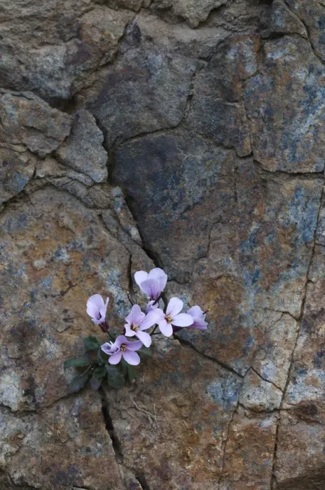 Framed Print : Endemic Rockcress (Arabis purpurea) flowers growing in rock crack, Paphos forest Framed Print : Endemic Rockcress (Arabis purpurea) flowers growing in rock crack, Paphos forest