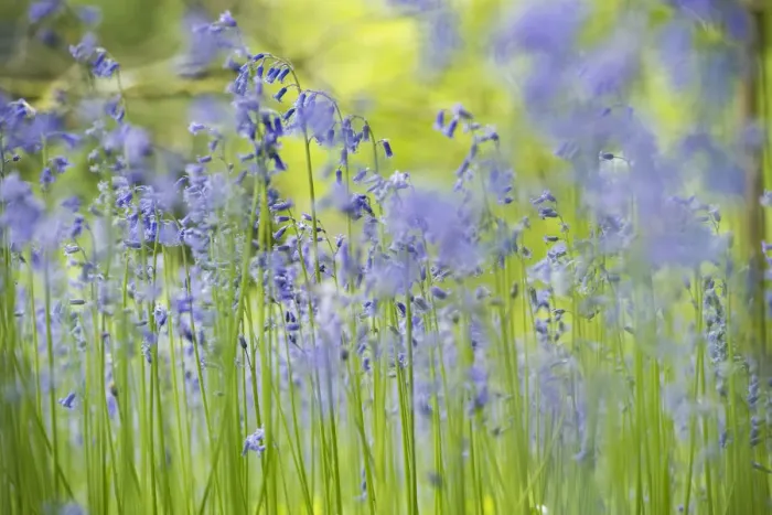 Framed Print : English bluebell (Hyacinthoides non-scripta) Lower Woods, Gloucestershire, England, UK Framed Print : English bluebell (Hyacinthoides non-scripta) Lower Woods, Gloucestershire, England, UK