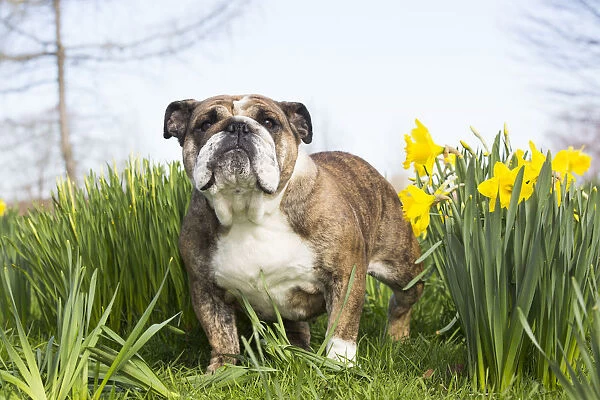 English Bulldog in daffodils, Waterford, Connecticut, USA