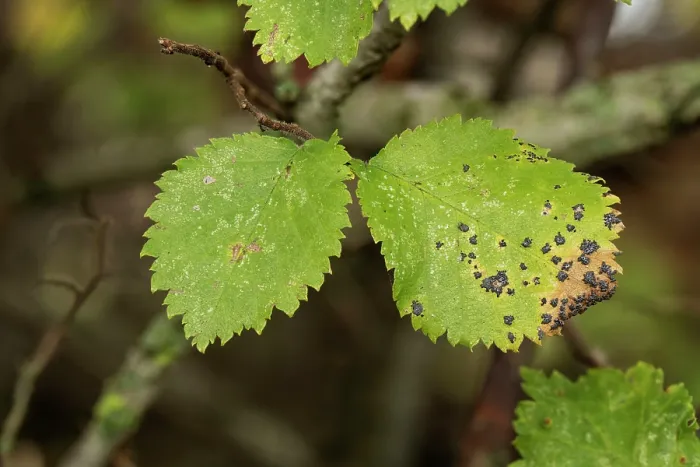 Framed Print : English elm (Ulmus procera) leaves with Elm tar spot (Dothidella ulmi), Herefordshire, England, UK, November, PHOTO STACKED Framed Print : English elm (Ulmus procera) leaves with Elm tar spot (Dothidella ulmi), Herefordshire, England, UK, November, PHOTO STACKED