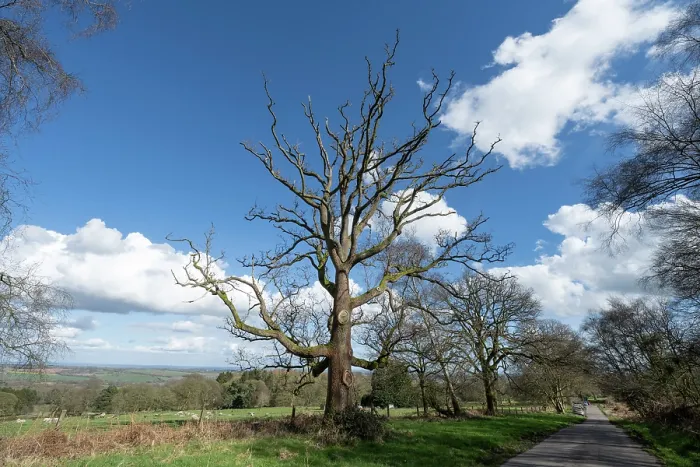 Framed Print : English oak (Quercus robur) infected with Sudden Oak death pathogen (Phytophthora ramorum), Brown Clee Hill, Shropshire, England, UK. March Framed Print : English oak (Quercus robur) infected with Sudden Oak death pathogen (Phytophthora ramorum), Brown Clee Hill, Shropshire, England, UK. March