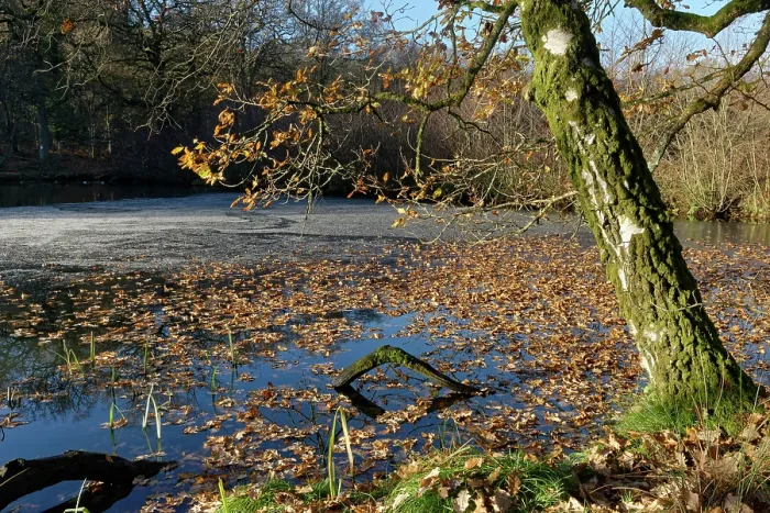 Framed Print : English oak (Quercus robur) tree shedding leaves onto partly frozen Cannop Ponds, Forest of Dean, Gloucestershire, England, UK. December, 2022 Framed Print : English oak (Quercus robur) tree shedding leaves onto partly frozen Cannop Ponds, Forest of Dean, Gloucestershire, England, UK. December, 2022