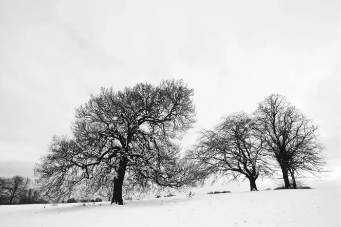 Framed Print : English oak tree (Quercus robur) and Beech trees (fagus sylvatica) in winter landscape