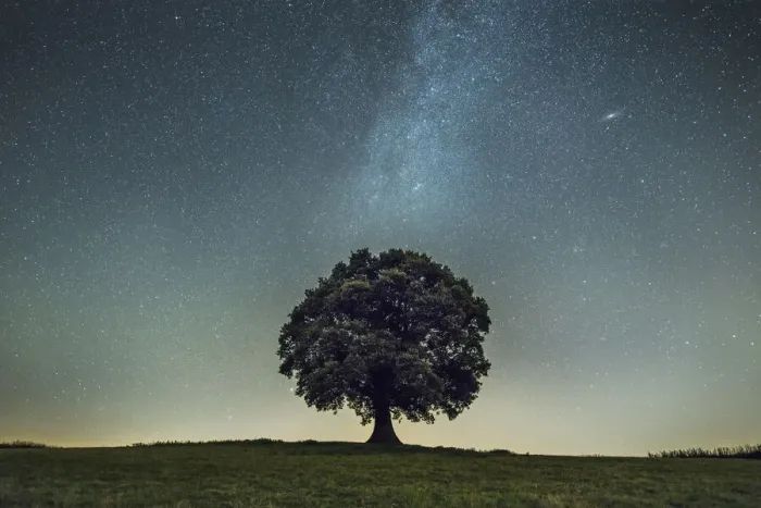 Framed Print : English oak tree (Quercus robur) under stars of the Milk Way Framed Print : English oak tree (Quercus robur) under stars of the Milk Way