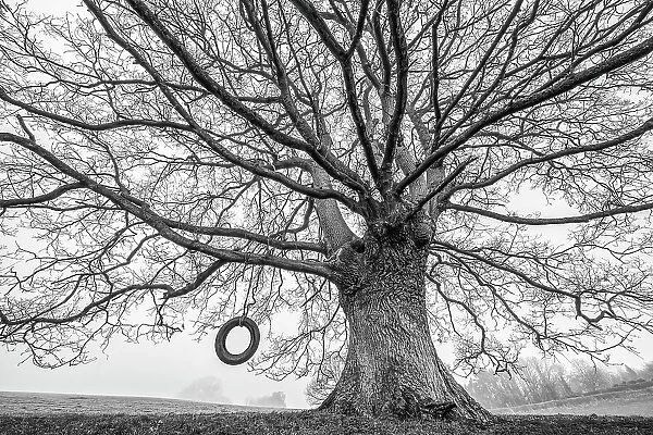 English oak tree (Quercus robur) with tyre swing. Monmouthshire, Wales, UK, winter