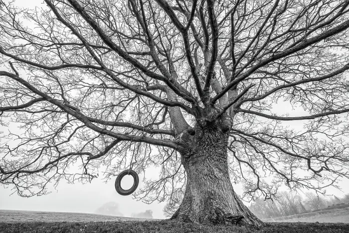 Framed Print : English oak tree (Quercus robur) with tyre swing. Monmouthshire, Wales, UK, winter