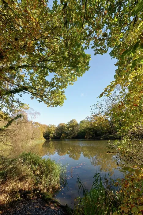 Framed Print : English oaks (Quercus robur) and reeds surrounding Cannop Ponds, Forest of Dean, Gloucestershire, UK. November Framed Print : English oaks (Quercus robur) and reeds surrounding Cannop Ponds, Forest of Dean, Gloucestershire, UK. November