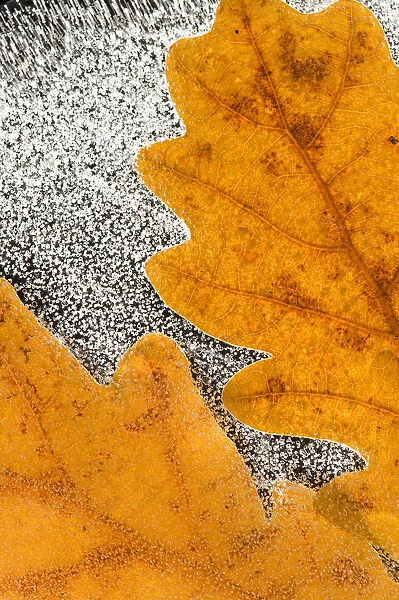 English  /  Pedunculate oak (Quercus robur) leaves encased in ice (studio) Inversnaid
