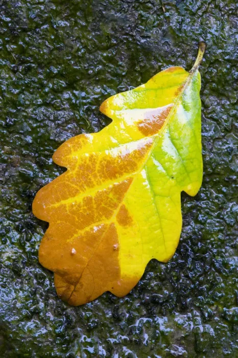 Framed Print : English / Pedunculate oak (Quercus robur) leaf on wet rocks, Aberfoyle, Stirlingshire Framed Print : English / Pedunculate oak (Quercus robur) leaf on wet rocks, Aberfoyle, Stirlingshire