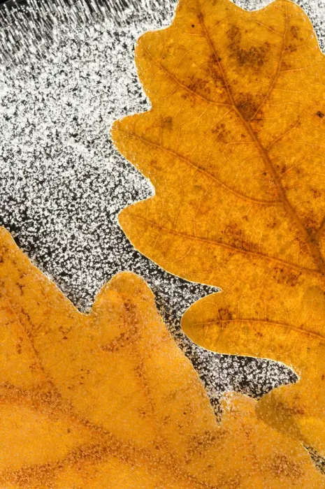 Framed Print : English / Pedunculate oak (Quercus robur) leaves encased in ice (studio) Inversnaid Framed Print : English / Pedunculate oak (Quercus robur) leaves encased in ice (studio) Inversnaid