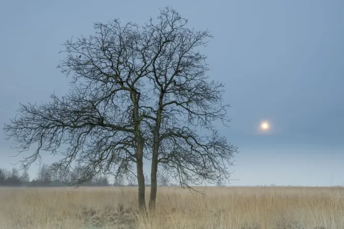 Framed Print : English (Quercus robur) in field with Purple moor-grass (Molinea caerulea) with moon