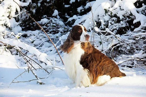 English springer spaniel, male, sitting in snow portrait, Waterford, Connecticut, USA. December