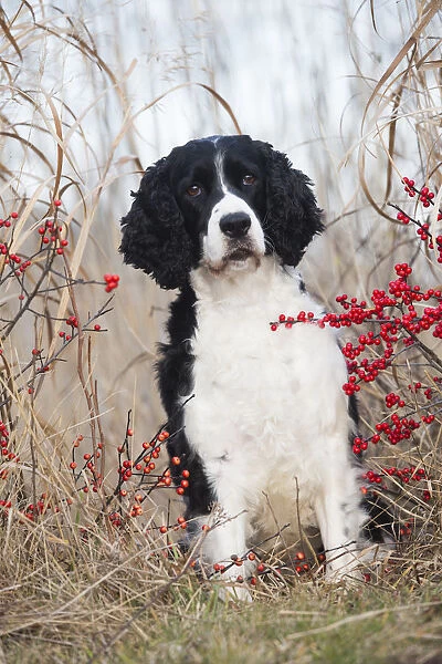 English Springer Spaniel (show type) by red berries, wild grasses, Waterford, Connecticut
