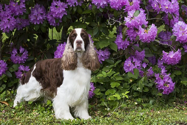 English springer spaniel standing in front of Rhododendron flowers. Haddam, Connecticut, USA
