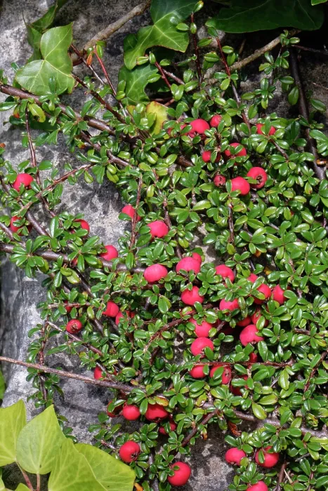 Framed Print : Entire-leaved cotoneaster (Cotoneaster integrifolius) an invasive species, with masses of red berries growing in an abandoned quarry, Isle of Portland, Dorset, UK. October Framed Print : Entire-leaved cotoneaster (Cotoneaster integrifolius) an invasive species, with masses of red berries growing in an abandoned quarry, Isle of Portland, Dorset, UK. October
