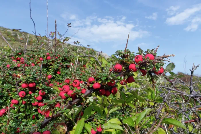 Framed Print : Entire-leaved cotoneaster (Cotoneaster integrifolius) an invasive species, with masses of red berries growing in an abandoned quarry, Isle of Portland, Dorset, UK. October Framed Print : Entire-leaved cotoneaster (Cotoneaster integrifolius) an invasive species, with masses of red berries growing in an abandoned quarry, Isle of Portland, Dorset, UK. October