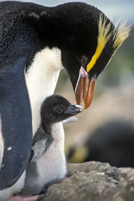 Framed Print : Erect-crested penguins (Eudyptes sclateri) feeding young chick Framed Print : Erect-crested penguins (Eudyptes sclateri) feeding young chick