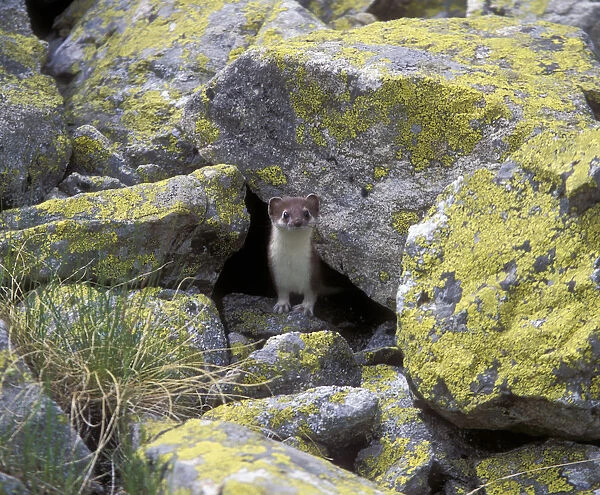 Ermine  /  Stoat (Mustella erminea) in highlands of the Northern Caucasus, Russian