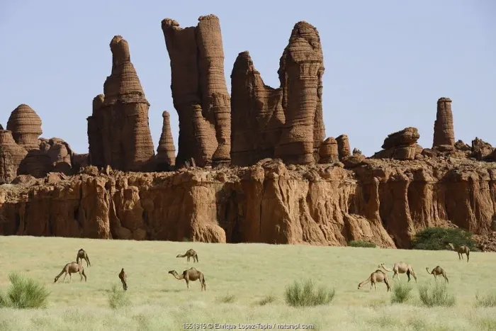 Framed Print : Eroded sandstone rock formations with Dromedary camels (Camelus dromedarius